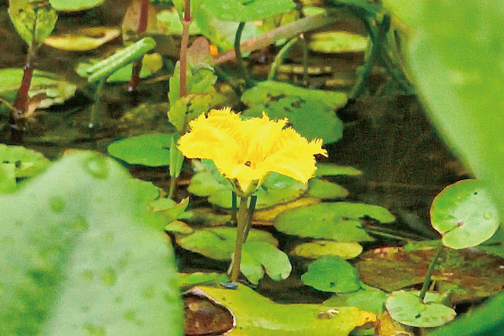水面を彩るアサザ開花
