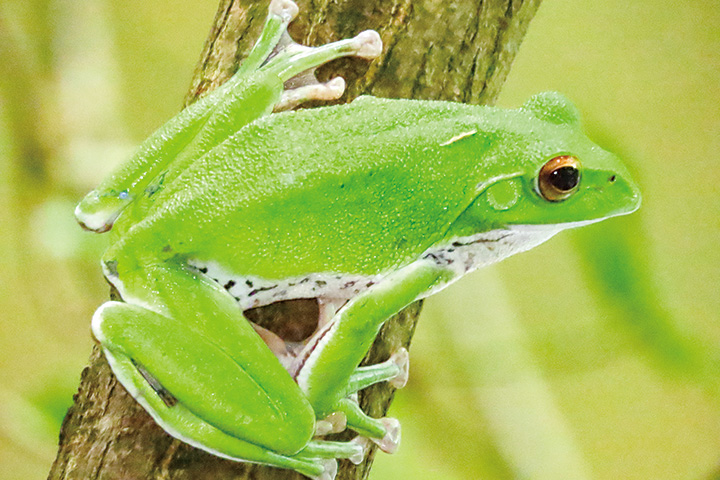モリアオガエル