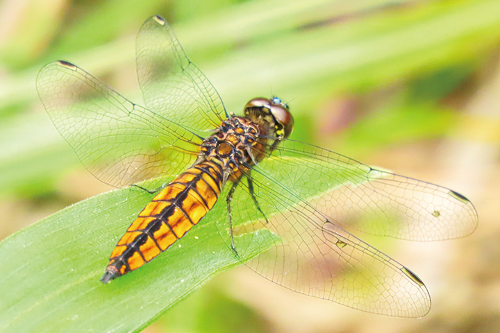 ハラビロトンボ