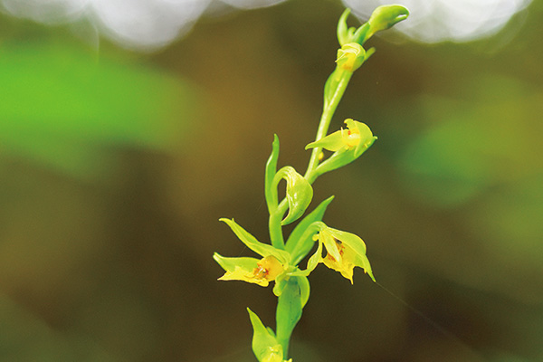 輝く星、キンセイラン