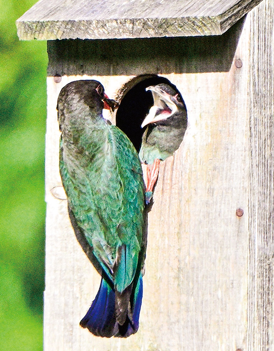 「森の宝石」の子育て