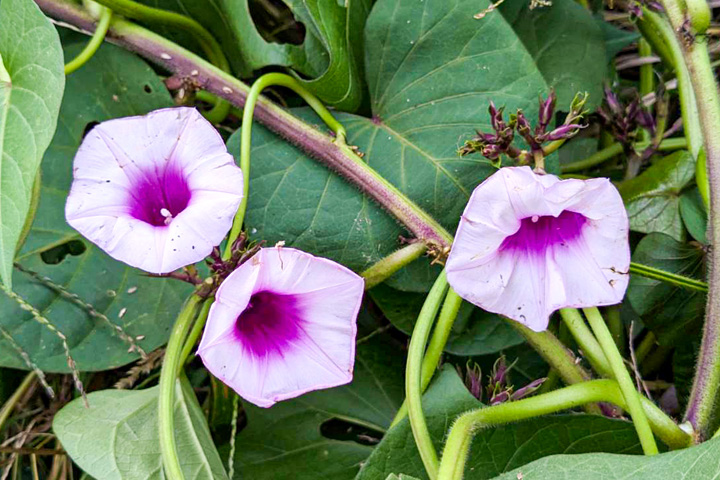 サツマイモの花