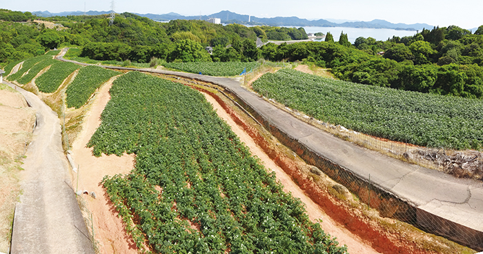 安芸津町木谷の農道からの眺め。ジャガイモの花と段々畑が美しい