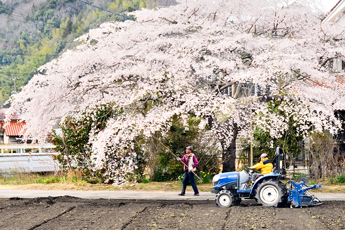 4月5日、河内町入野で撮影した樹齢55年の枝垂れ桜(撮影・フォトリポーター井川)