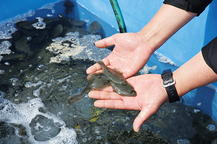 放流したヒラメの稚魚(撮影・𦚰)