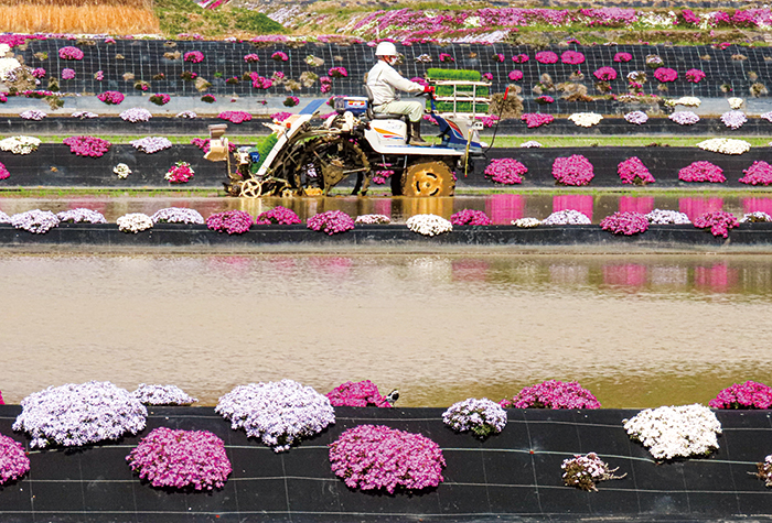 4月11日、西条町福本で撮影した水田風景(撮影・フォトリポーター 船越)