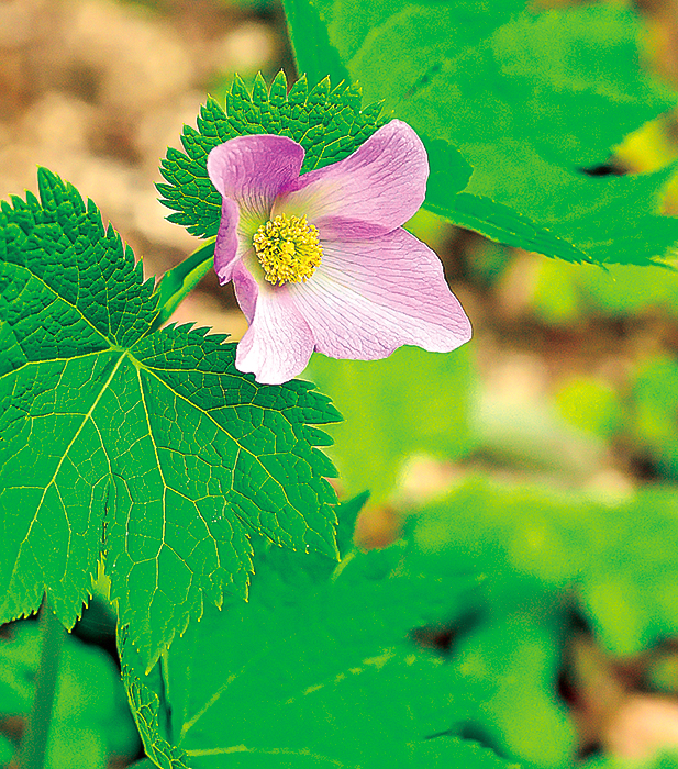 4月19日、河内町の山野草愛好家の自宅で撮影したシラネアオイ(撮影・フォトリポーター 井川)