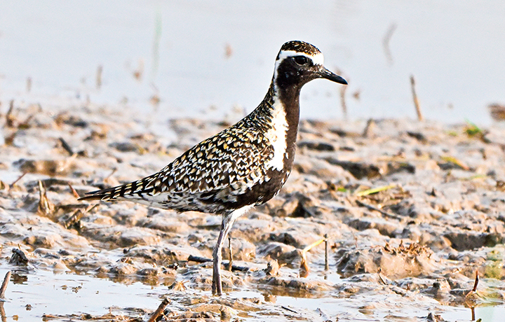 フォトリポート_長距離移動するムナグロ
