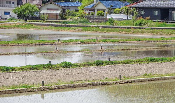 地点⑪ 水田の地割に斜交する呉水の道標 対の標石の間が呉市の土地。