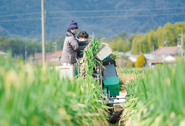 白ネギの収穫