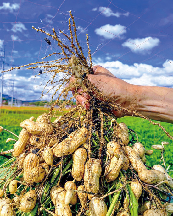 収穫した落花生