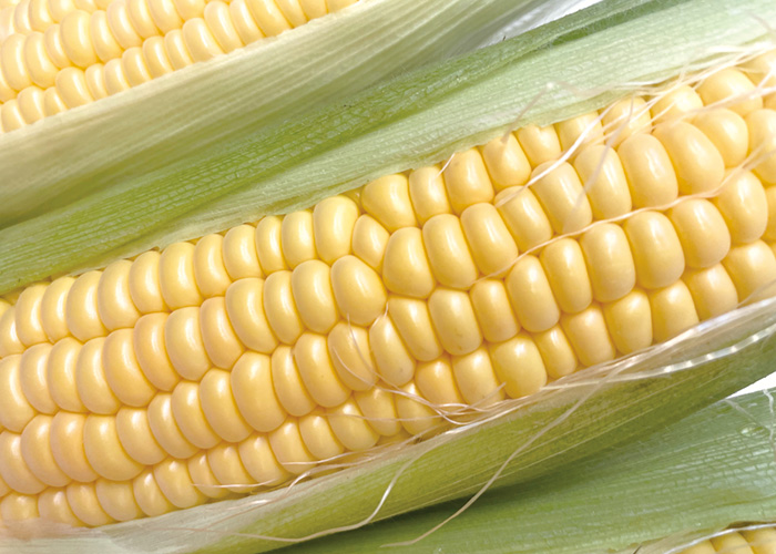 新鮮なトウモロコシ