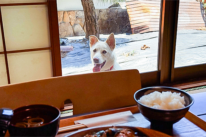 撮影中、こちらをじっと見て気にかけれくれるお庭のワンちゃん