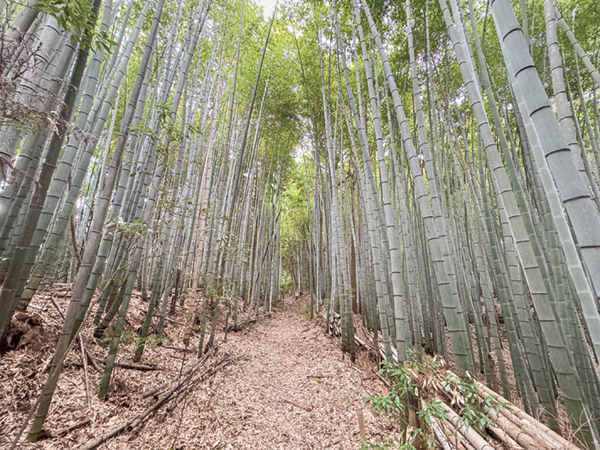 地点⑧ 昔の街道の雰囲気を残す野道