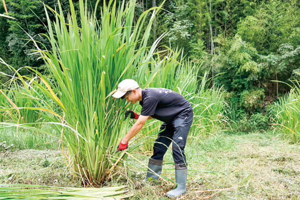 畑で収穫する浩輝さん