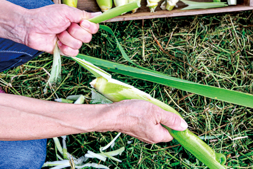 １．外側の緑色の葉を手でむく。