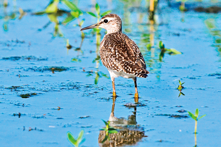 旅鳥タカブシギ飛来