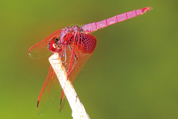 今年も出合えたベニトンボ