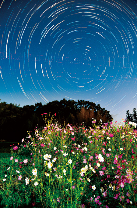 星空に映えるコスモス
