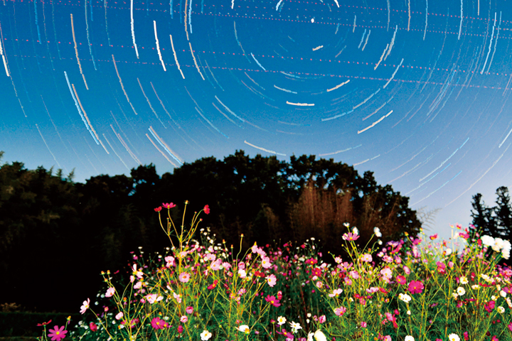 星空に映えるコスモス