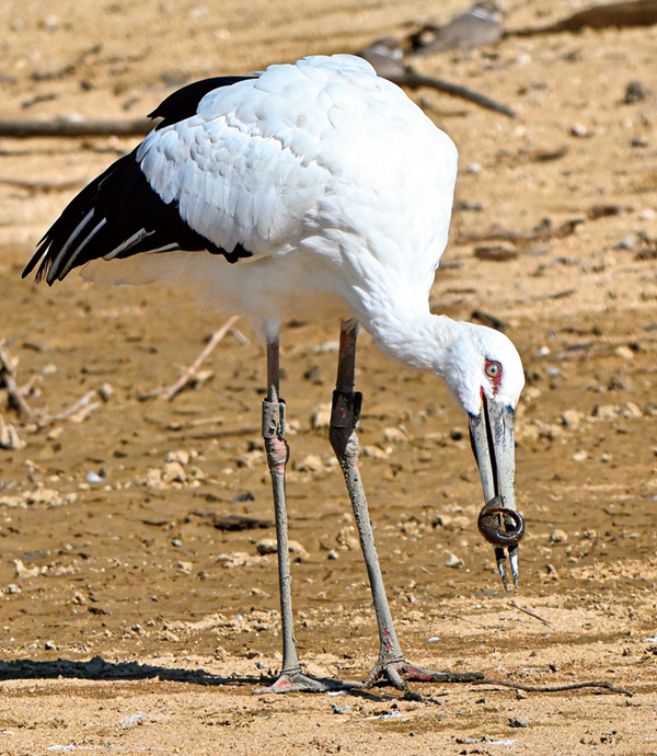 コウノトリ飛来