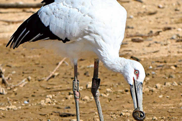 コウノトリ飛来
