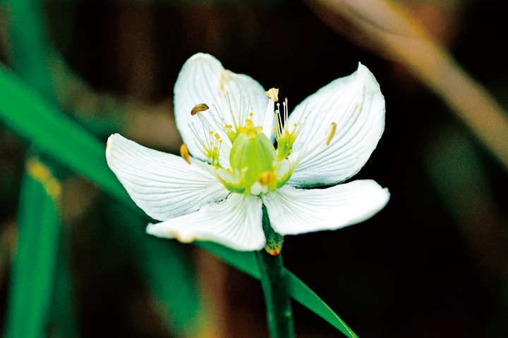 梅にそっくり　ウメバチソウ