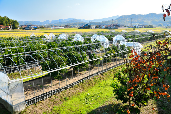 グリーンレモンの収穫が最盛期