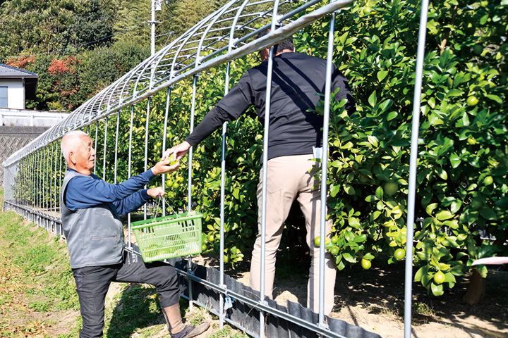 寒さに強い「リスボン」、とげの少ない「ユーレカ」の2品種を育てている