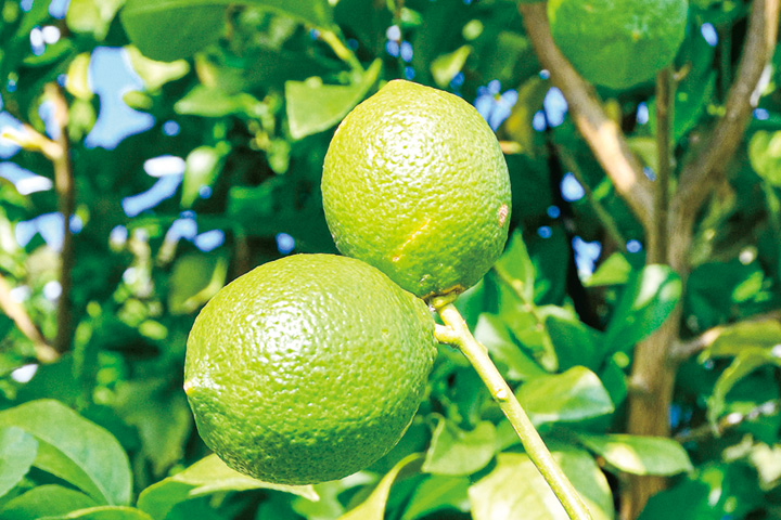 グリーンレモンの収穫が最盛期