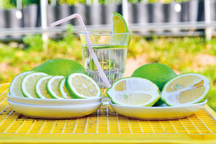 皮の香りが豊かでレモンサワーやレモン酒、レモンジャムなどにぴったりのグリーンレモン。防腐剤やワックス不使用