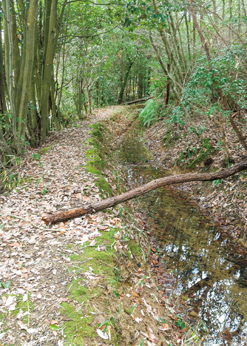 地点⑧　素掘りの曲がり溝