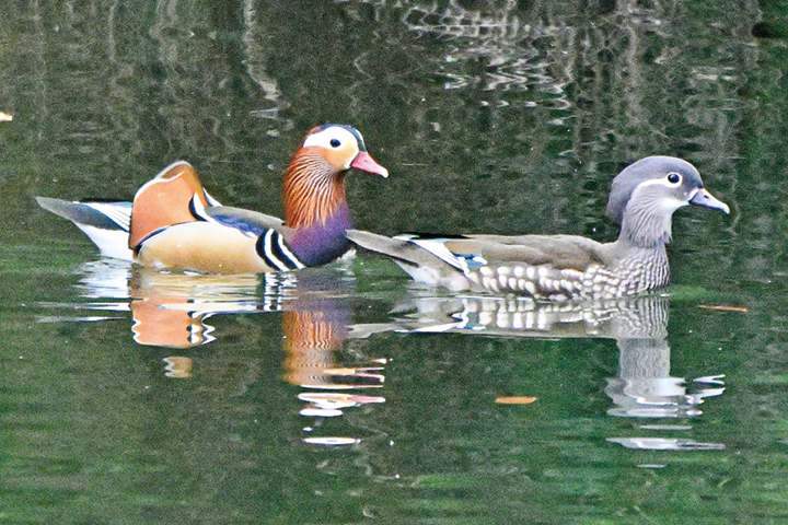 水面を彩るオシドリ飛来