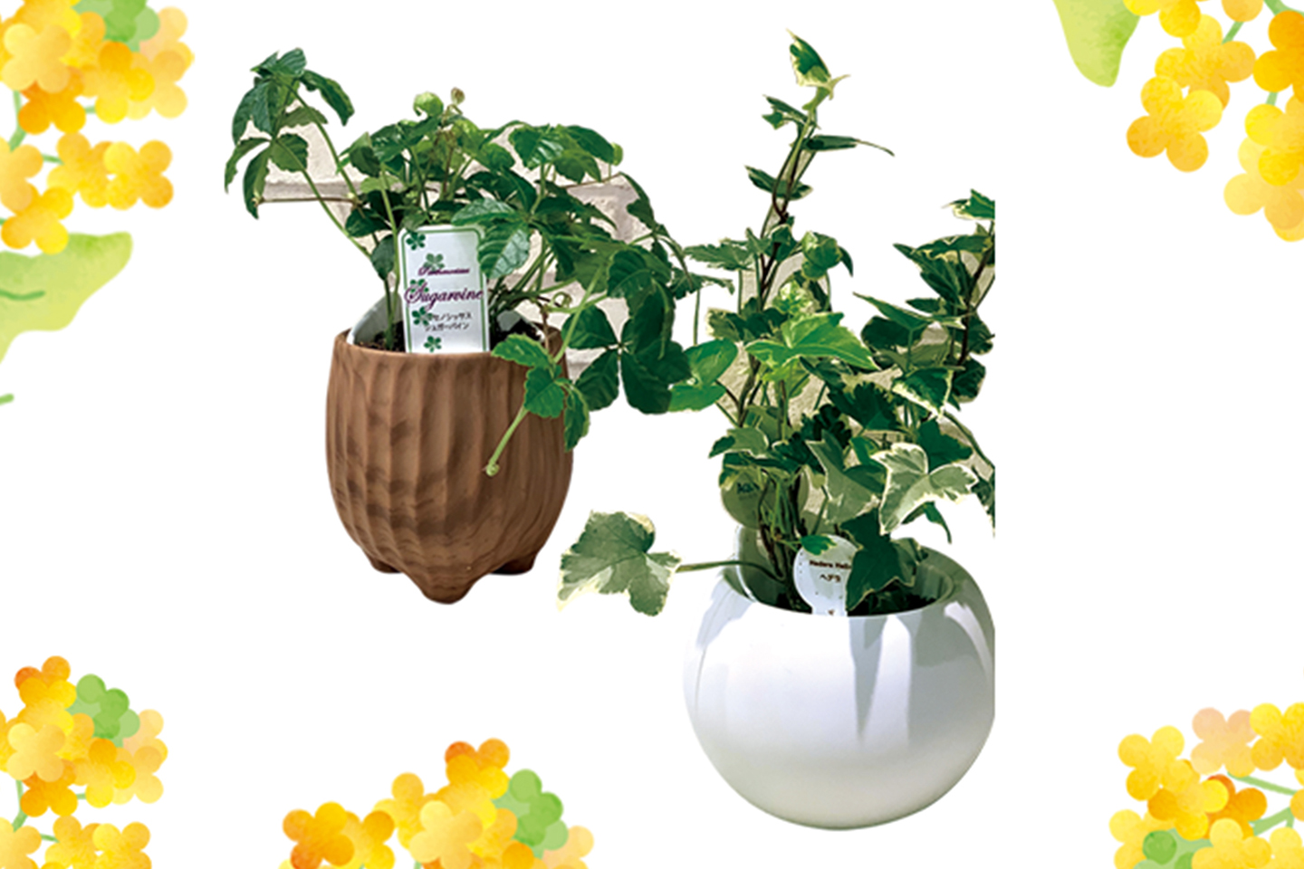 アクアテラポット（ウッドポット）（写真左）税込1,980 円、アクアテラポット（ラウンドポット）（写真右）税込1,936円