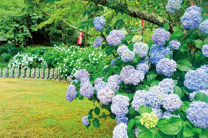 雨に映える花、アジサイ
